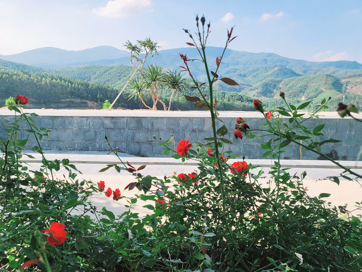 Ngoài tường vi, vợ Mạnh Trường còn trồng nhiều loại hoa khác xung quanh nhà.