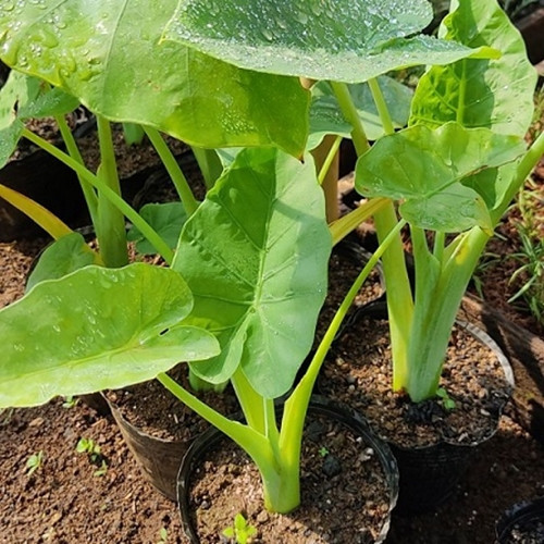 Trên trang Amazon của Mỹ, một cây dọc mùng Việt Nam bao gồm cả rễ được có giá gần 22 USD, tương đương hơn 500.000 đồng. Ảnh: Internet