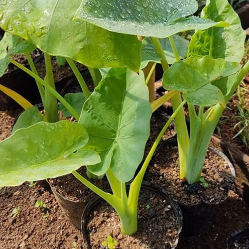 Trên trang Amazon của Mỹ, một cây dọc mùng Việt Nam bao gồm cả rễ được có giá gần 22 USD, tương đương hơn 500.000 đồng. Ảnh: Internet