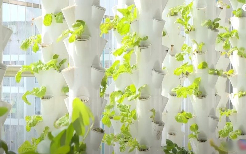 Đặc biệt, tại khu vực ban công, Diễm Châu thiết kế cả một vườn rau sạch.