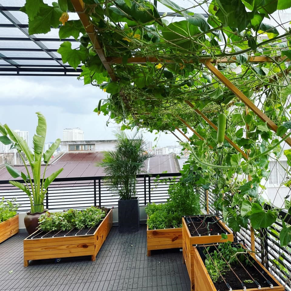 Trên sân thượng, vợ chồng Lê Hoàng "The Men" trồng một vườn rau xanh mướt.