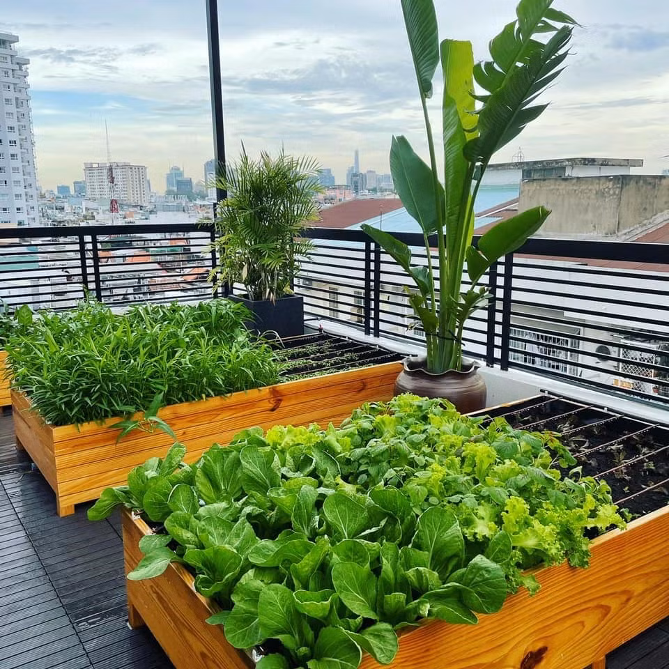 Nam ca sĩ lắp các hệ thống tưới nước tự động để tưới tiêu cho khu vườn.