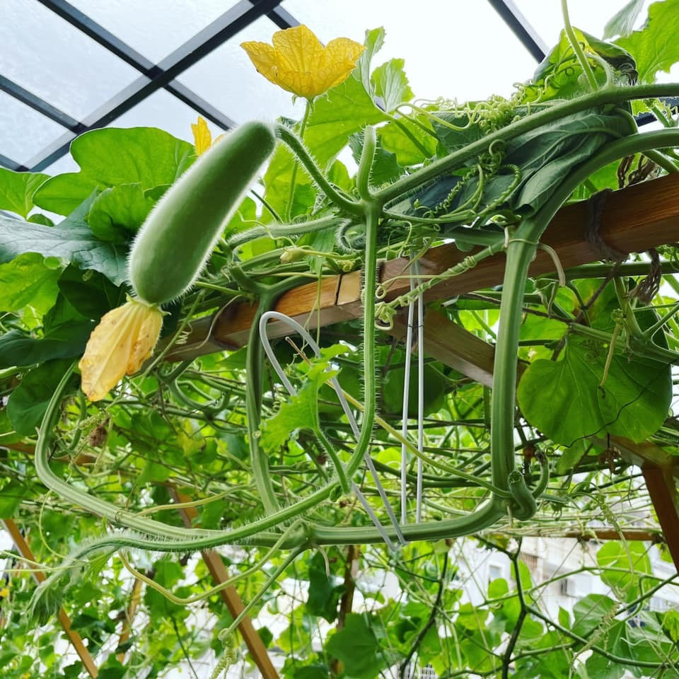 Ngoài trồng rau trong thùng gỗ, Lê Hoàng còn bắt giàn cho các loại dây leo. Nguồn ảnh: FBNV