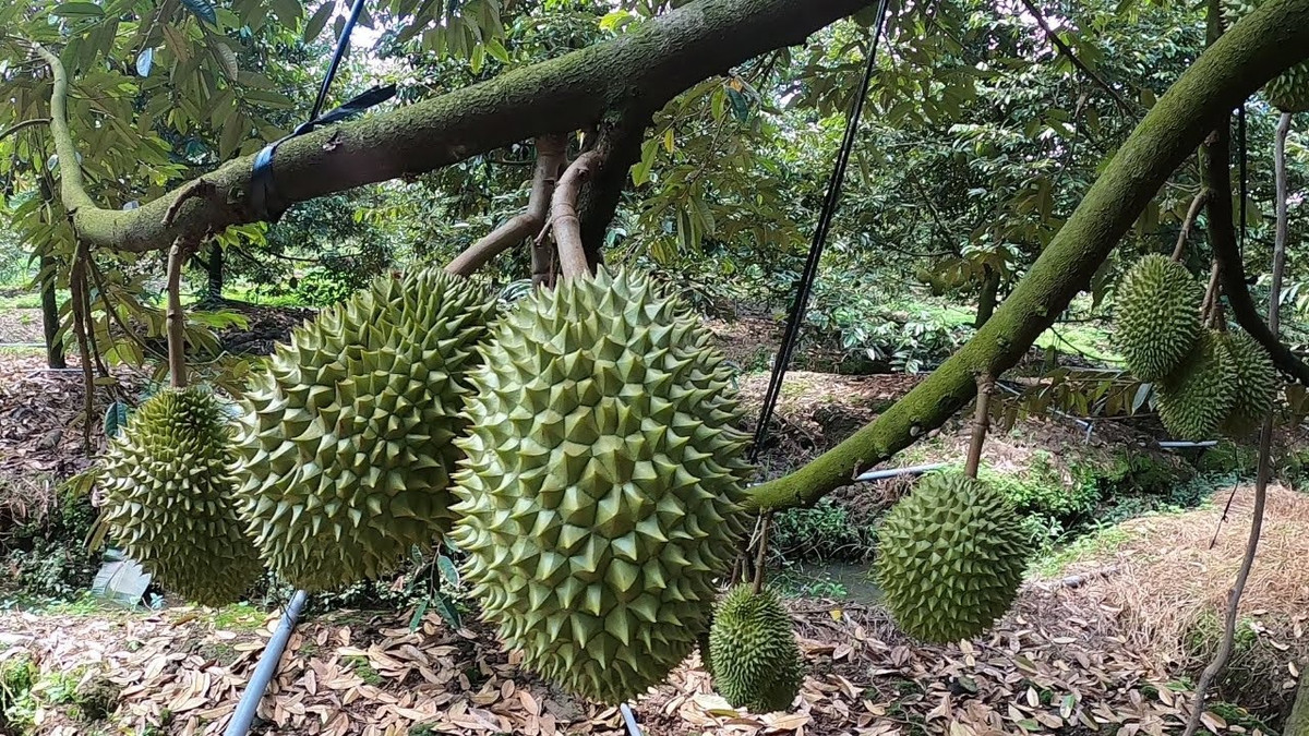 Gần đây, giá sầu riêng tại các nhà vườn đang được thu mua với giá cao kỷ lục từ 150.000 – 220.000 đồng/kg, cao gấp hơn 3 lần so với cùng kỳ năm ngoái. Ảnh: Youtube