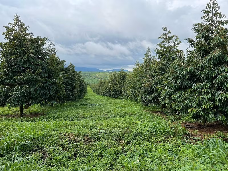 Trước đó, bầu Đức từng chia sẻ, HAGL có lợi thế trồng tại Gia Lai và Lào - khu vực có khí hậu mát mẻ và độ cao hàng trăm mét, sẽ cho sản lượng trái vụ, hương vị cũng thơm ngon hơn. Ảnh: Infonet