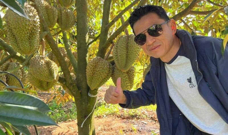 Năm ngoái, bầu Đức đã thu hoạch lứa sầu riêng đầu tiên ở Gia Lai. Sản lượng trái bói vào khoảng 100 tấn với giá 70.000 đồng/kg. Ảnh: Baogialai