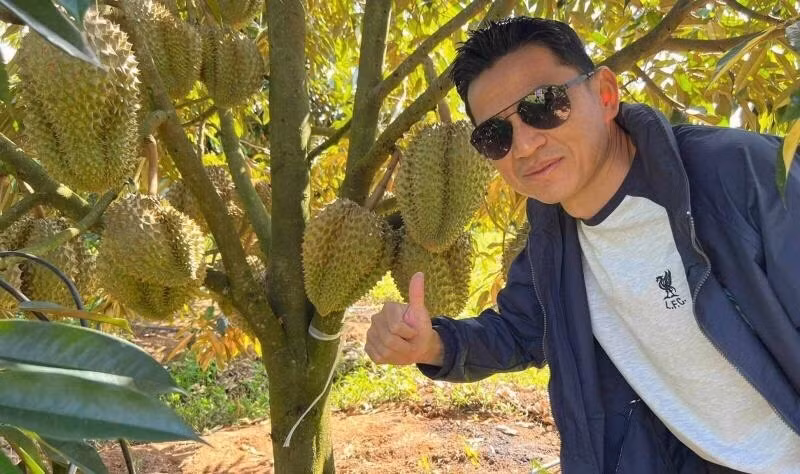 Năm ngoái, bầu Đức đã thu hoạch lứa sầu riêng đầu tiên ở Gia Lai. Sản lượng trái bói vào khoảng 100 tấn với giá 70.000 đồng/kg. Ảnh: Baogialai