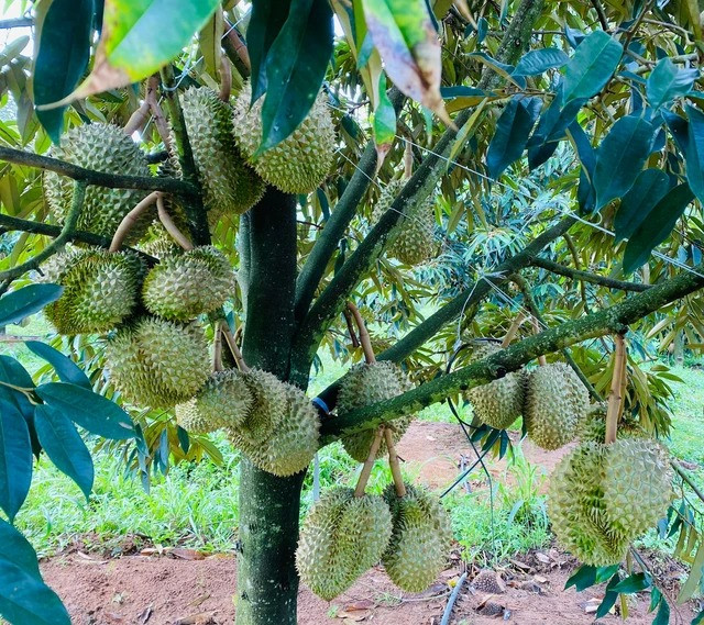 Sang năm 2023, ước tính khoảng 200 ha sầu riêng tại Lào cũng được thu hoạch. Ảnh: HAGL