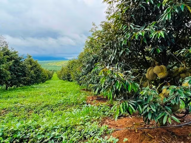 Vườn sầu riêng của bầu Đức được trồng từ 3 - 5 năm trừ lại đây, được xem là vùng trồng sầu riêng tập trung lớn nhất nước. Ảnh: HAGL