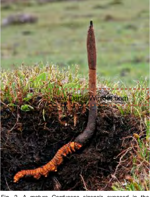 Thời tiết khắc nghiệt khiến khu vực này ít người sinh sống. Môi trường tự nhiên ít chịu tác động của con người là điều kiện lý tưởng cho đông trùng hạ thảo phát triển có chất lượng tốt nhất. Ảnh: Semantic Scholar