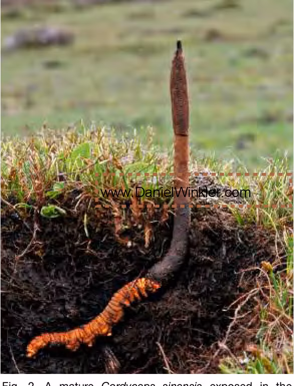 Thời tiết khắc nghiệt khiến khu vực này ít người sinh sống. Môi trường tự nhiên ít chịu tác động của con người là điều kiện lý tưởng cho đông trùng hạ thảo phát triển có chất lượng tốt nhất. Ảnh: Semantic Scholar