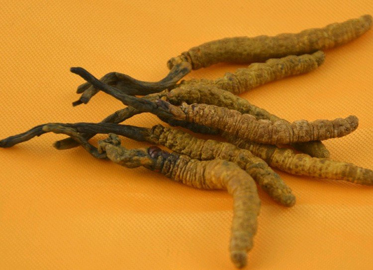 Do có chất lượng tốt nhất nên đông trùng hạ thảo Tây Tạng rất đắt. Năm 2017, các sản phẩm chất lượng cao được bán với giá lên tới 140.000 USD mỗi kg (khoảng hơn 3 tỷ đồng). Ảnh: Allbiz