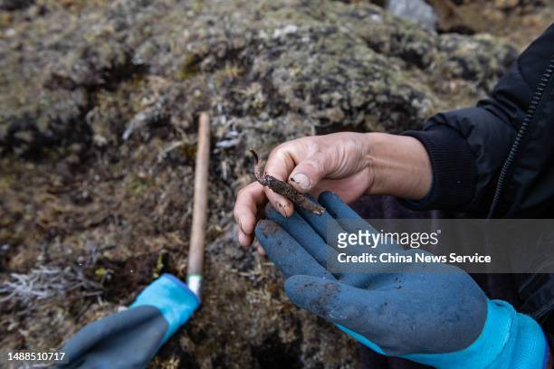Những người đi khai thác đông trùng hạ thảo Tây Tạng thường ngủ trong những túi ngủ bằng nhựa để tránh mưa và thời tiết khắc nghiệt của Tây Tạng. Ảnh: Getty