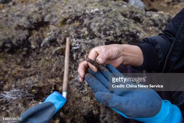 Những người đi khai thác đông trùng hạ thảo Tây Tạng thường ngủ trong những túi ngủ bằng nhựa để tránh mưa và thời tiết khắc nghiệt của Tây Tạng. Ảnh: Getty