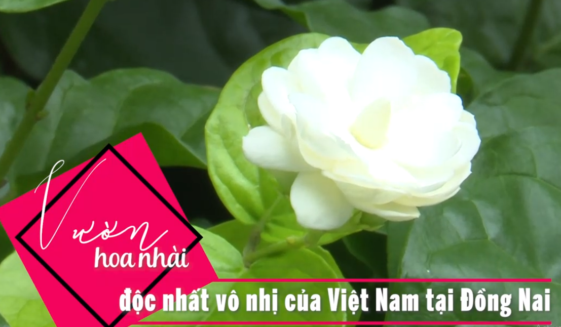 Ông Tuyển đã đầu tư hơn 10 tỷ đồng vào mô hình vườn cây hoa nhài 2 lá và 3 lá cổ thụ trồng trong chậu kiểng. Ảnh chụp màn hình Báo Đồng Nai