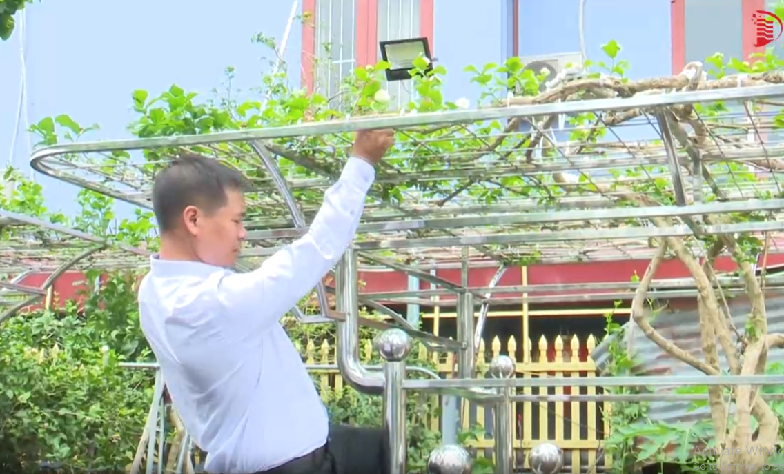 Hoa nhài là loài hoa có màu trắng thuần khiết, hương thơm quyến rũ. Hoa nhài thường được dùng để trang trí và làm thuốc. Ảnh chụp màn hình Báo Đồng Nai