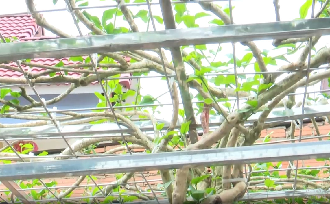 Ngoài ra, ông còn tham gia các chương trình đấu giá để mua bằng được những cây hoa nhài cổ thụ có giá trị kinh tế cao nhằm bổ sung vào bộ sưu tập trong khu vườn. Ảnh chụp màn hình Báo Đồng Nai