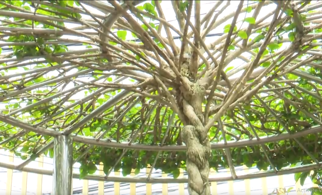 Ngoại trừ các ý nghĩa mang yếu tố biểu tượng, hoa nhài còn được sử dụng như một loài hoa rất tốt trong phong thủy. Ảnh chụp màn hình Báo Đồng Nai