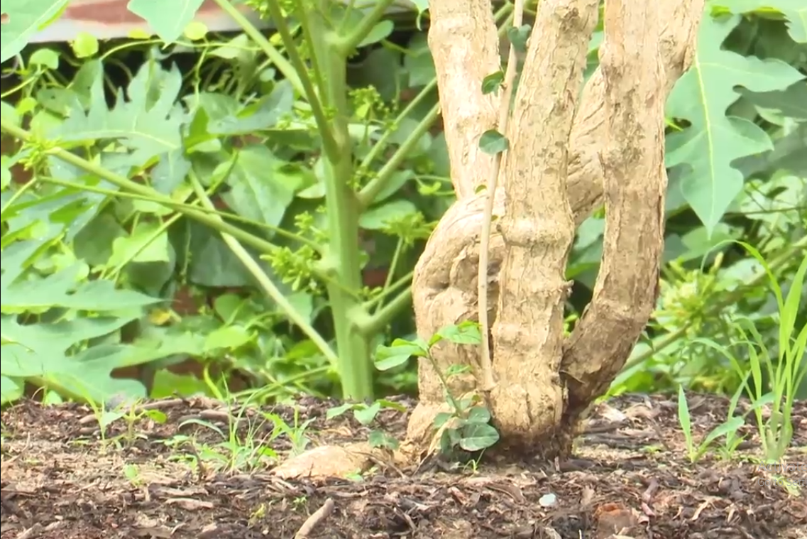 Để đạt được kỷ lục, các cây hoa nhài trồng trong chậu của ông Tuyền đều phải đảm bảo các tiêu chí về tuổi đời lâu năm, số lượng đăng ký, tính thẩm mỹ... Ảnh chụp màn hình Báo Đồng Nai