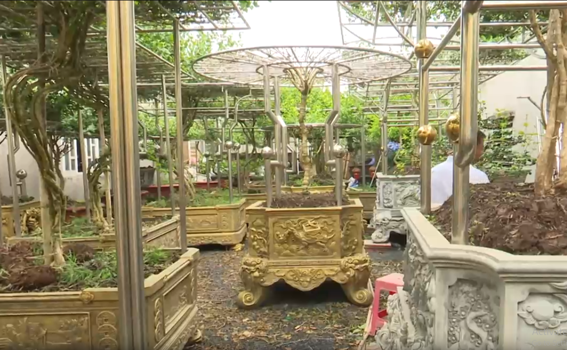 Vườn hoa nhài cổ thể hiện niềm đam mê và tài hoa của nghệ nhân với loài hoa ý nghĩa. Ảnh chụp màn hình Báo Đồng Nai