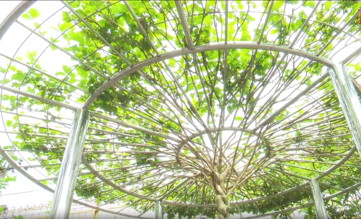 Nhờ vào hương thơm dễ chịu, dáng cây đẹp và thanh thoát, hoa nhài được xem là loài cây mang tài lộc và thịnh vượng. Ảnh chụp màn hình Báo Đồng Nai