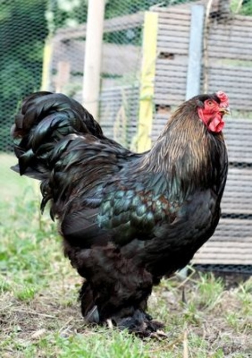 Gà Brahma nổi bật với thân hình vạm vỡ. Mỗi chú gà có trọng lượng từ 5 - 10 kg/con, thậm chí có con lên tới 18kg. Ảnh: Vuonchimviet