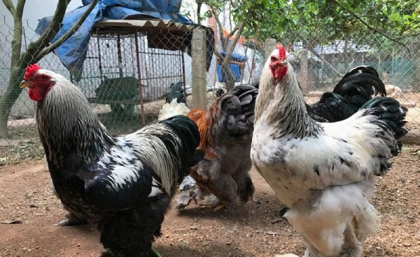 Ngoài cân nặng, gà kỳ lân khổng lồ còn được nhận dạng bởi bộ lông dày, mọc phủ đến chân ngay từ khi nở. Ảnh: Traiga