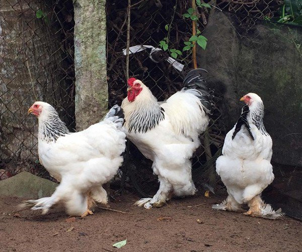 Bộ lông của chúng có nhiều màu khác nhau như đen, trắng, xám... Ảnh: Dân Việt