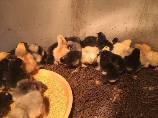 Thời điểm mới du nhập về Việt Nam, những người có tiền cũng khó mua được một chú gà kỳ lân khổng lồ. Thậm chí, nhiều người phải đặt trứng từ Nga về rồi tự tay ấp. Ảnh: Vuonchimviet