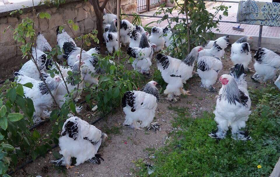 Sở hữu vóc dáng khổng lồ, dáng đứng oai vệ, gà Brahma (còn gọi gà kỳ lân) được giới chơi gà kiểng ở Việt Nam ưa chuộng và săn lùng. Ảnh: Traigadongtaotruong