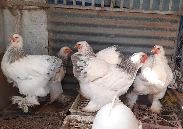Sau khi ấp nở, gà kỳ lân có giá khoảng 200.000 - 400.000 đồng/con, tuỳ vào số ngày tuổi. Gà trưởng thành giá từ 4 - 7 triệu đồng/cặp, tuỳ loại. Ảnh: Facebook