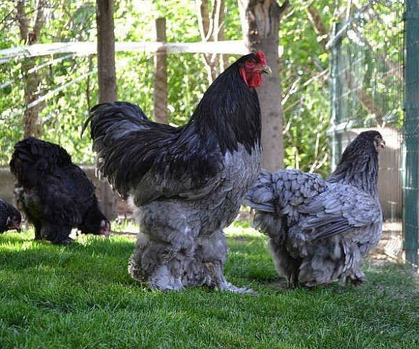 Lý do là gà Brahma ưa lạnh nên không được phát triển tốt nhất ở Việt Nam. Một năm chúng có thể chỉ đẻ được duy nhất một lứa với 20 trứng nếu không biết chăm sóc. Ảnh: Dân Việt