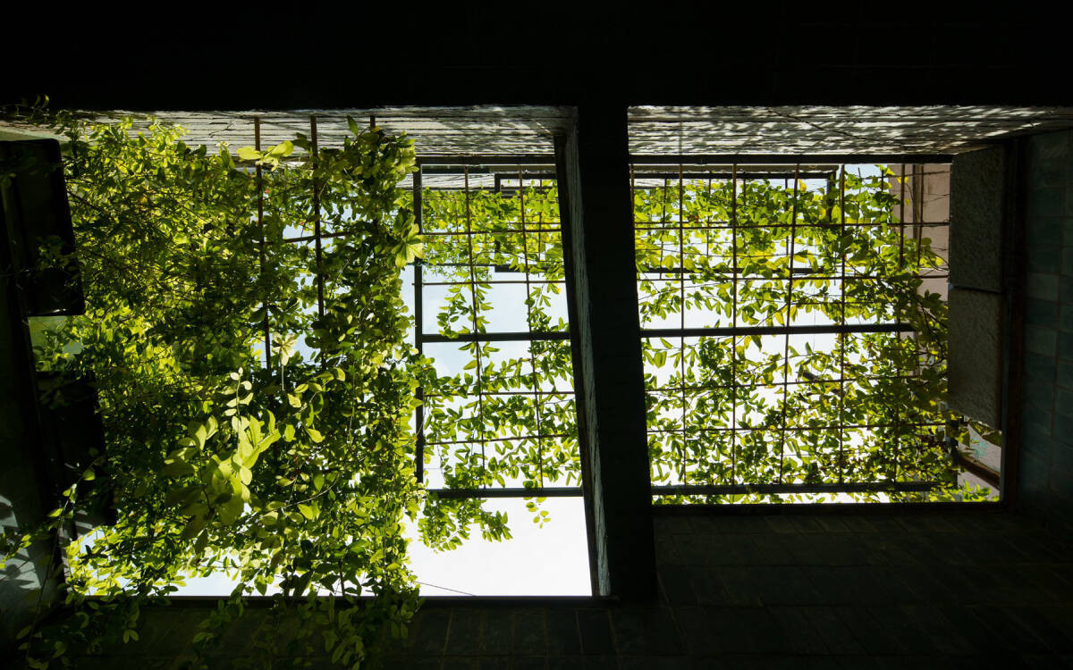 Giàn cây dây leo như lớp “rèm che” nắng chiếu trực cho căn nhà.