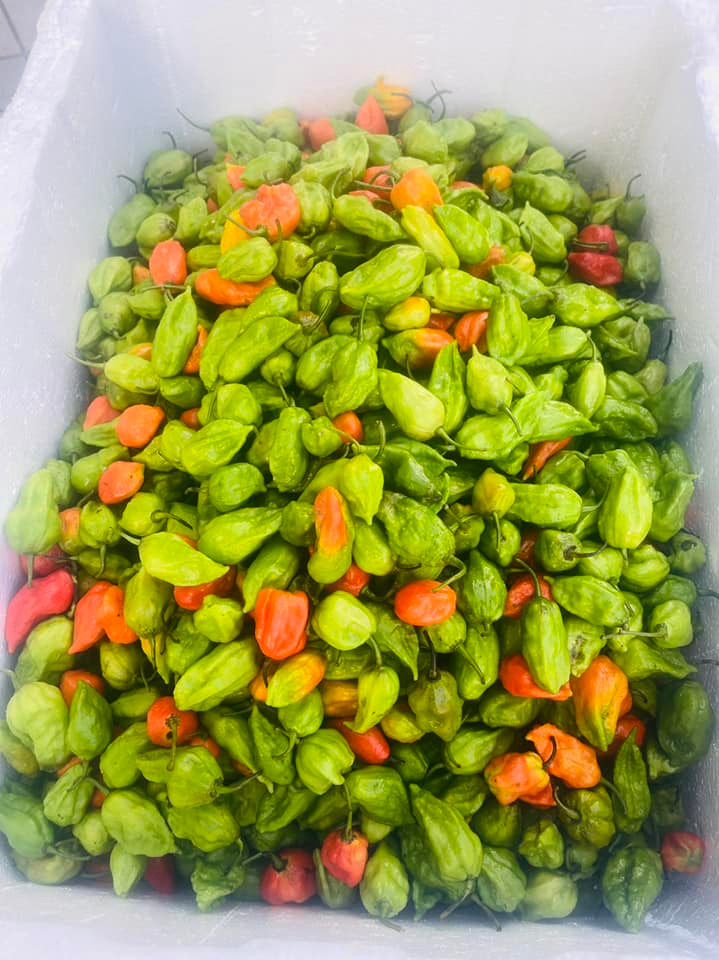 Ớt trung đoàn chỉ có theo mùa từ tháng 5 đến tháng 11, chín rộ nhất vào tháng 6 đến tháng 8.