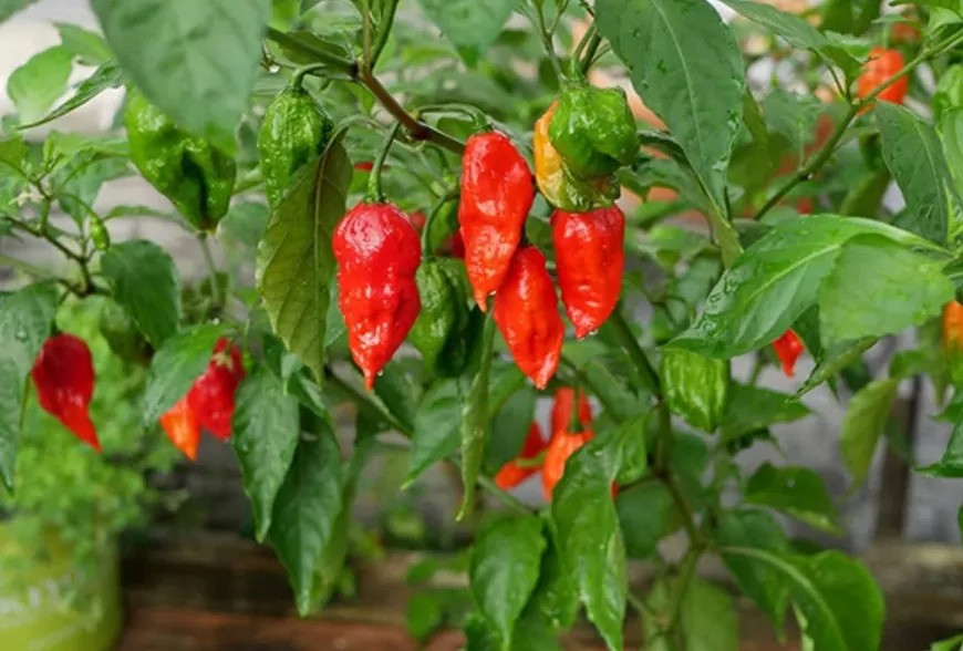 Sau khoảng 2 tháng trồng, cây ớt cho thu hoạch. Mỗi cây ớt cho từ 3-4kg quả nếu được mùa.