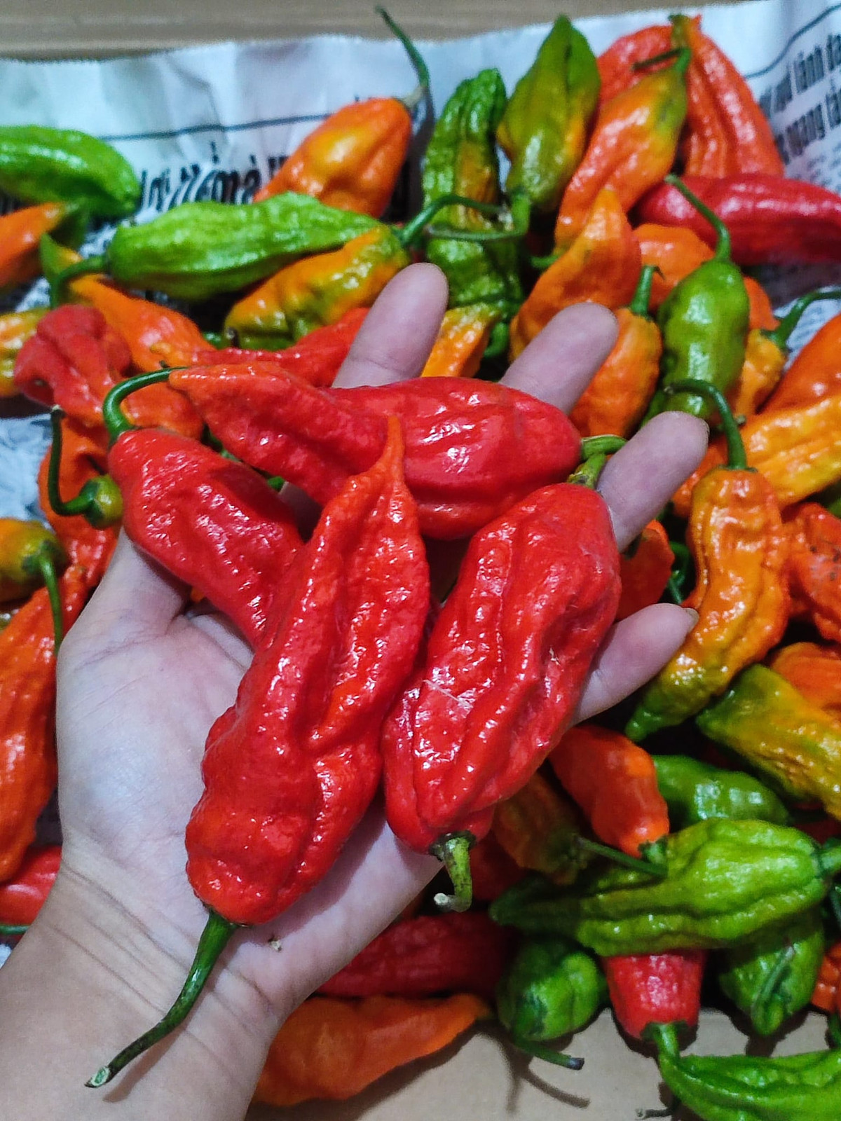 So với nhiều giống ớt khác, ớt trung đoàn cho quả to và vị cay hơn hẳn. Giống ớt này cũng khá khó trồng.