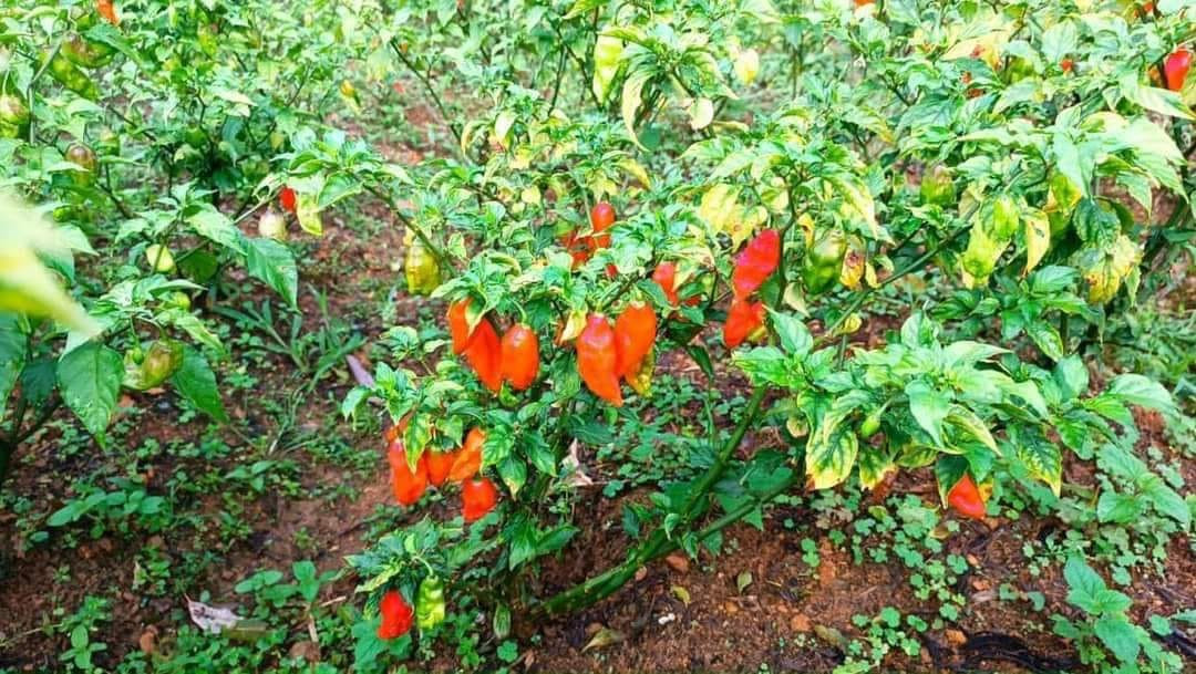 Lúc gieo hạt có thể lên hết nhưng để chăm sóc đến khi trưởng thành, có quả thì không hề đơn giản. Thực tế, có người gieo được hàng nghìn cây ớt, khi đem trồng chỉ còn 700 cây.