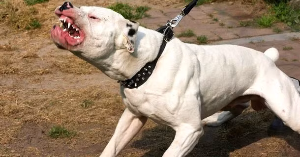 Kinh hoang: 15 nguoi dung nhin cho pit bull can chet be 7 tuoi