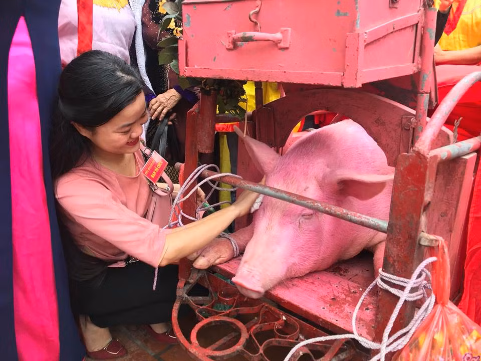 Sáng 6 tháng giêng Âm lịch (tức 21/2), theo phong tục truyền thống, người dân làng Ném Thượng (phường Khắc Niệm, TP Bắc Ninh, tỉnh Bắc Ninh) tiếp tục tổ chức lễ hội chém lợn thường niên.