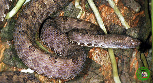 4. Rắn lục Trùng Khánh (Protobothrops trungkhanhensis). Có chiều dài khoảng 70 cm, khá nhỏ so với những loài thuộc chi Protobothrops. Chúng sống ở độ cao 500 – 700 m trong các khu rừng thường xanh và rừng mưa núi đá vôi nhiệt đới. Đây là loài mới phát hiện ở khu bảo tồn thiên nhiên Trùng Khánh, Cao Bằng. (Ảnh: vncreatures.net)