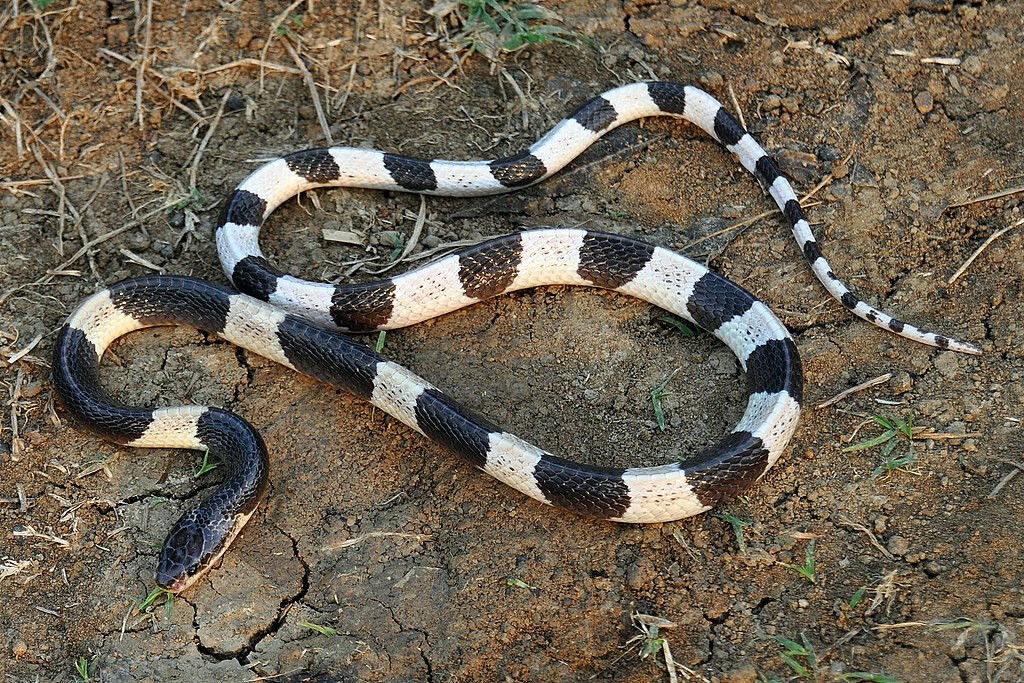 9. Rắn cạp nia (Bungarus candidus). Với các khoang đen trắng xen kẽ, kéo dài khắp cơ thể. Rắn trưởng thành có chiều dài trung bình hơn 1m có con dài tới 2,5m. Sống chủ yếu ở vùng đồng bằng ẩm ướt thuộc các tỉnh miền Trung và miền Nam.