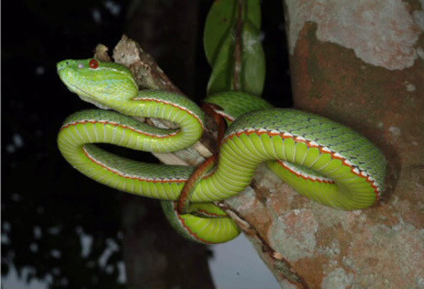 2. Rắn lục von-gen (Viridovipera vogeli). Có đặc điểm, đỉnh đầu và thân màu xanh lục, phần bụng màu nhạt hơn. Chúng thường ăn đêm, sống ở trong bụi rậm, lùm cây thấp ở địa hình đồi núi có độ cao từ 900 m đến 1.500 m. Loài rắn này sống ở Gia Lai, Đồng Nai, Lâm Đồng.