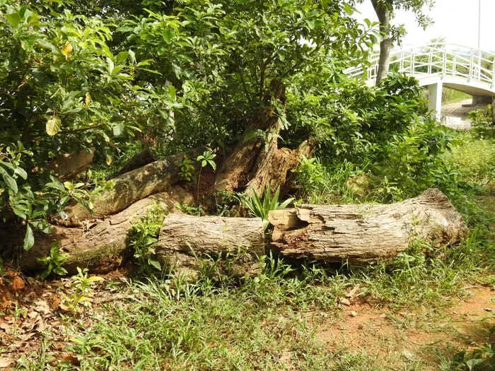 ... Dù đã rất nỗ lực để cứu nhưng quần thể cứ ngày một lụi tàn. UBND xã Chương Xá mong nhận được sự quan tâm của cấp trên, các nhà khoa học để cứu "báu vật" nghìn năm độc đáo hiếm có ở Việt Nam. Ảnh: Tuấn Trung 