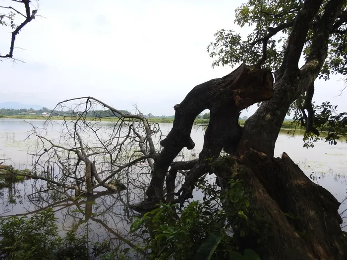 Những thân cây bị chết, gãy đổ. Ảnh: Tuấn Trung