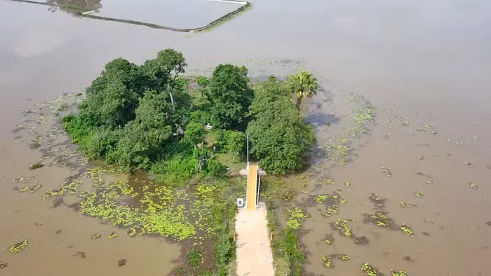 Muốn vào gò để xem quần thể lộc vừng, mọi người phải đi qua con đường bê tông nhỏ chạy cắt ngang cánh đồng. Ảnh: Tuấn Trung 