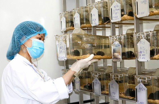 Chị Nguyễn Thị Lệ Thủy chăm sóc chuột nhắt đen