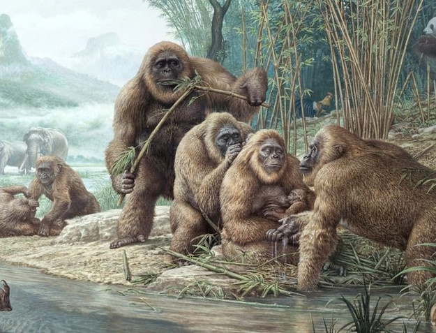 Dã nhân Gigantopithecus: Sống giữa 9 triệu đến 100.000 năm trước ở châu Á, cao hơn 3 mét, nặng 1.200kg, là động vật linh trưởng to lớn nhất từng được biết đến. Hàm răng của chúng đã thích nghi với cách nghiền, xé mọi loại thức ăn.