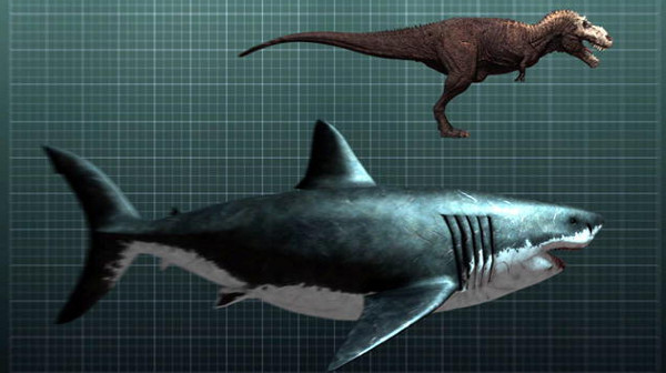 Cá mập Megalodon: Xuất hiện khoảng 28 triệu năm cho đến 1,6 triệu năm. Đây là loài cá mập được xem là lớn nhất từng sống trên Trái Đất, chiều dài cơ thể tối đa lên đến 18 mét. Thức ăn ưa thích của chúng là cá voi và các loài cá mập nhỏ bé khác.
