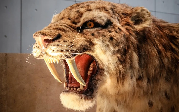 Smilodon có khối lượng khoảng 350kg, đuôi ngắn, các chân to khỏe và đầu to. Các quai hàm của chúng có thể mở ra một góc 95 độ. Hai chiếc răng nanh có răng cưa dài tới 15 cm. Trong khi đó răng nanh của những loài mèo lớn hiện đại chỉ dài khoảng 5 đến 7 cm.