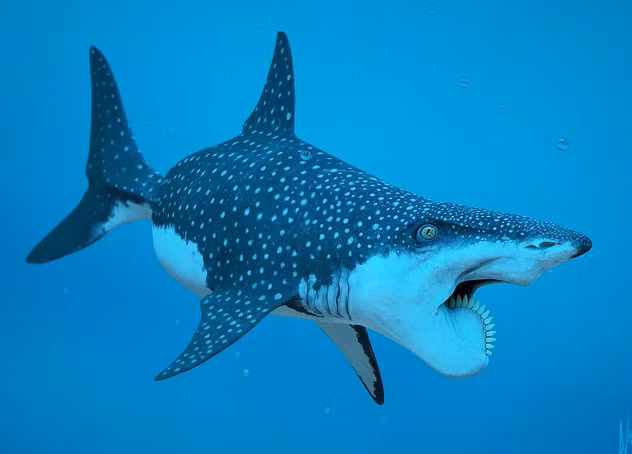 Sát thủ đại dương Helicoprion: Loài này sinh sống từ 310 – 250 triệu năm trước, cơ thể dài 4 m, cụm răng xếp theo xoắn ốc – thứ vũ khí hạng nặng để chúng xé nát con mồi.